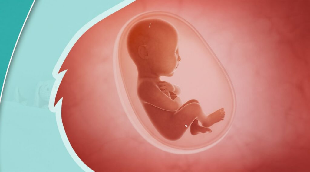 مراحل تطور الجنين داخل الرحم
