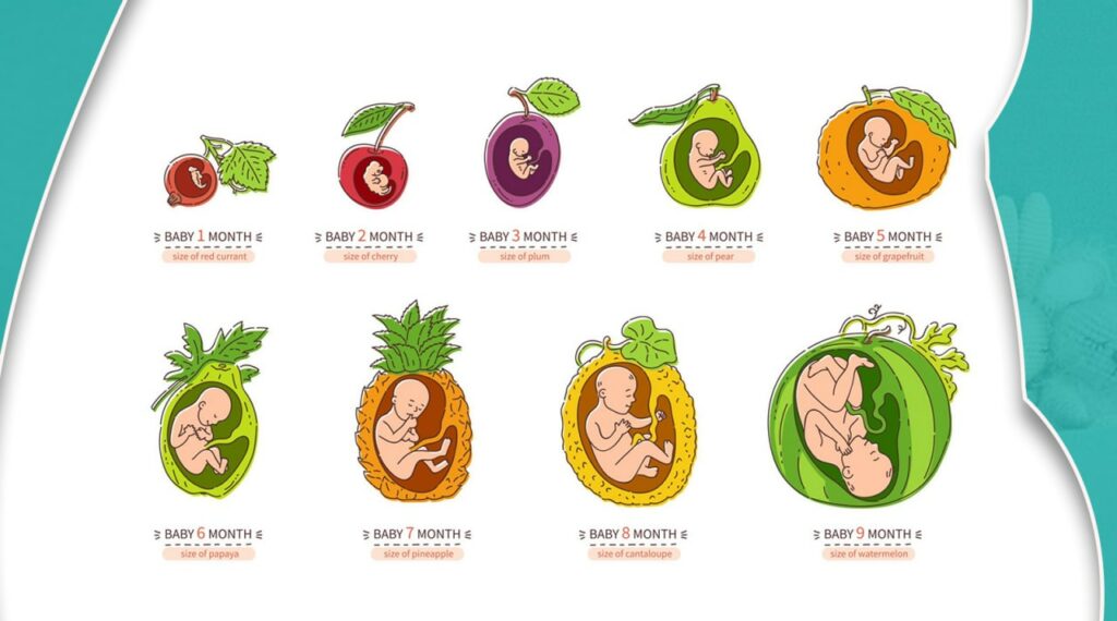 pregnancy stages fruit