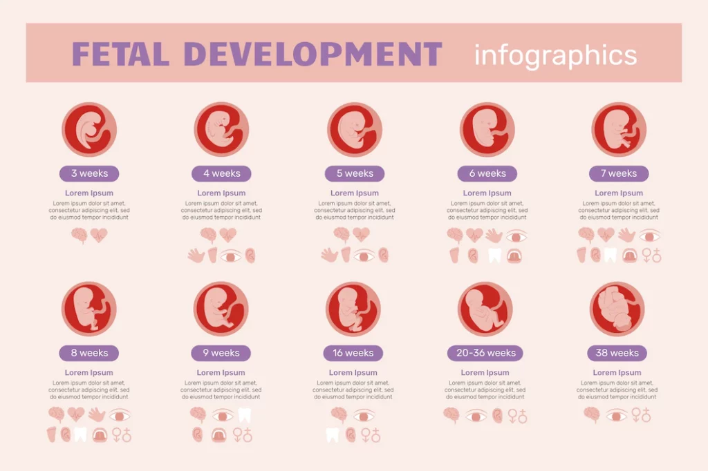 early fetal growth restriction