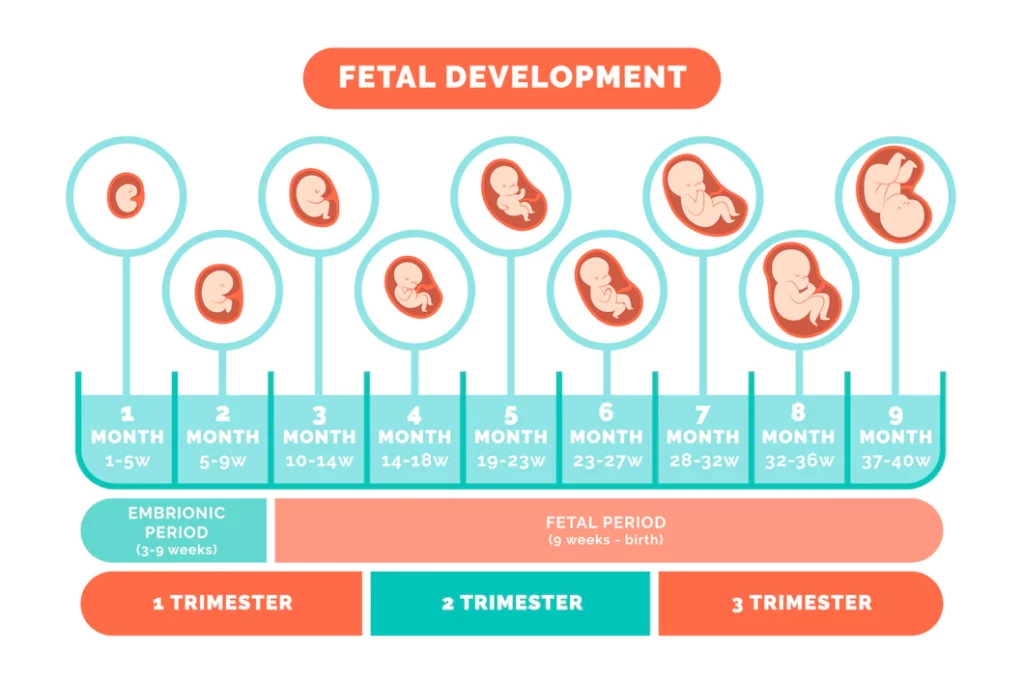 early fetal growth restriction